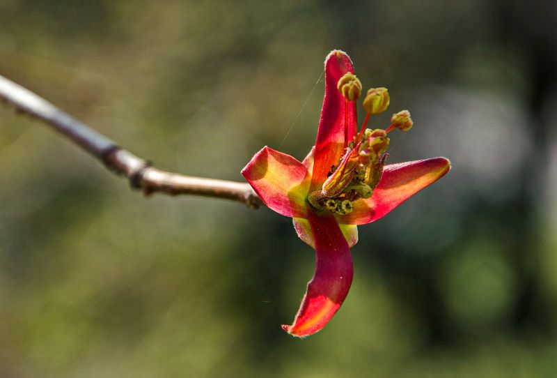 апрель, дерево, цвет, макро Апрель - цветения начало фото превью