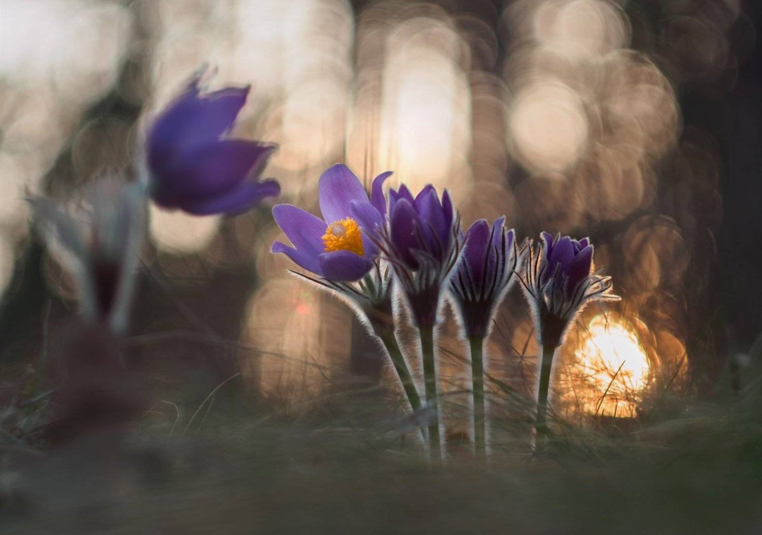 , Валерия Зверева