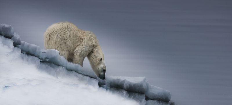 белый, медведь., арктика Зеркало Арктикиphoto preview