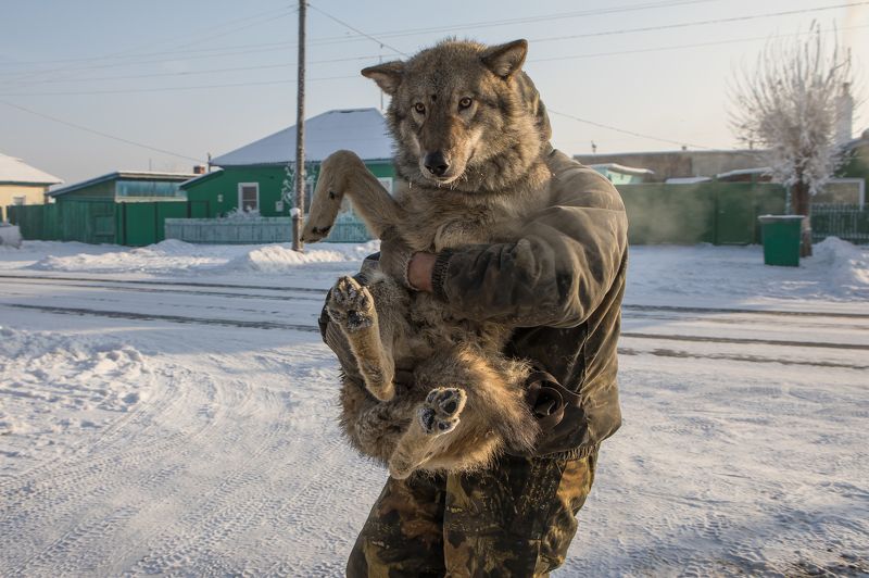 Январь. Прогулка с волком.photo preview