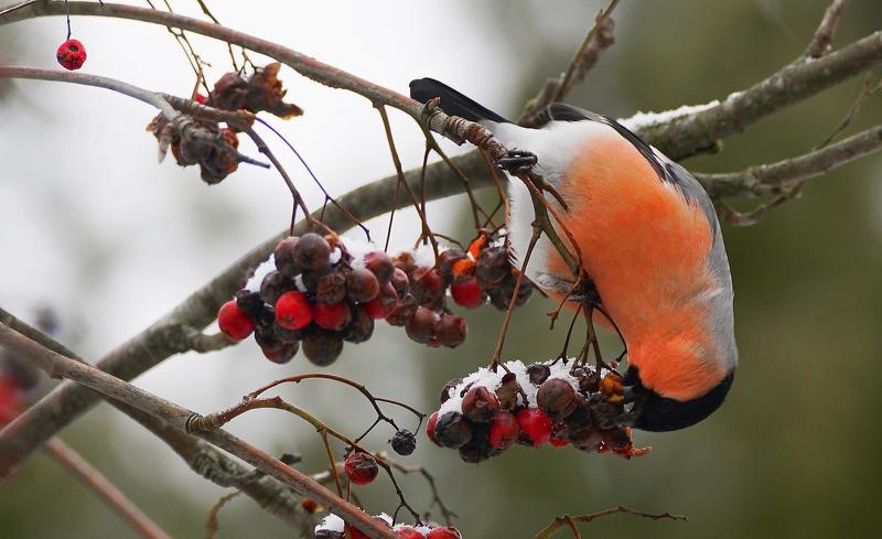 Грацияphoto preview