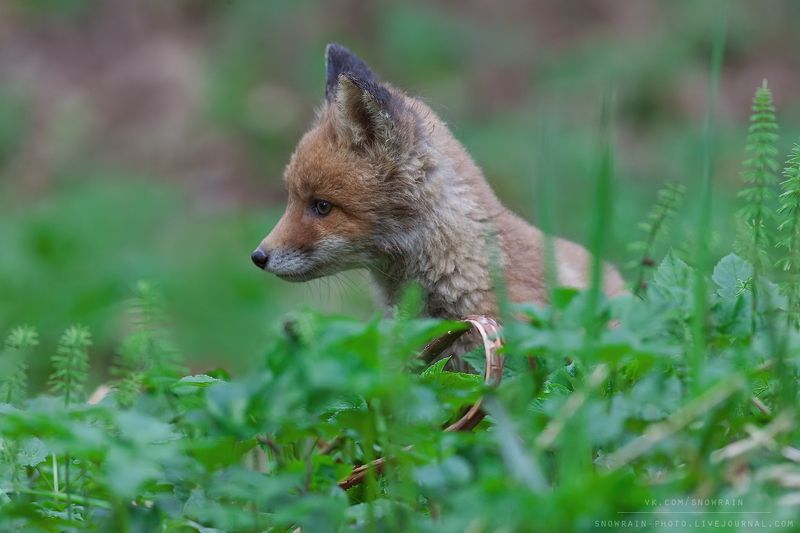 лиса, фотоохота, анималистика, дикая природа, природа, лес, животные, nature, wildlife, fox, animal, wildlifephoto Лисенокphoto preview