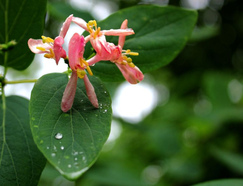 цветы, весна, роса Жимолостьphoto preview