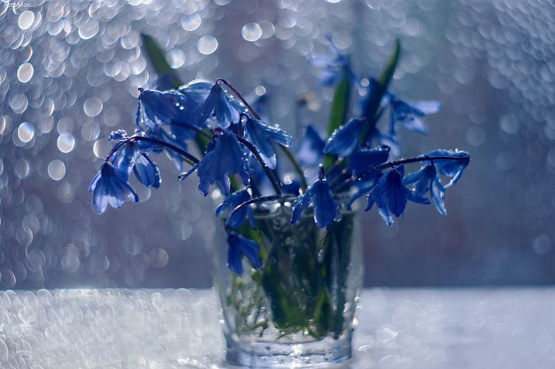 натюрморт,цветы,весна,взгляд,этюд,гелиос, Весенний вальс.photo preview