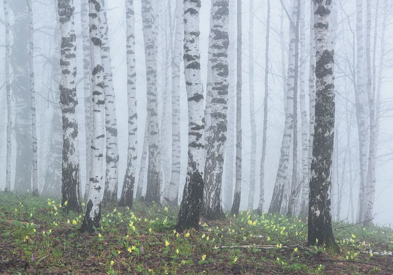 алтай, весна, сибирь, цветение, хохлатки, предгорья, березы, березовая роща Весенний туманphoto preview