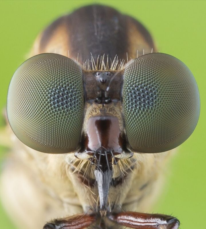 #macro#robberfly#colors Eye Of Robberflyphoto preview