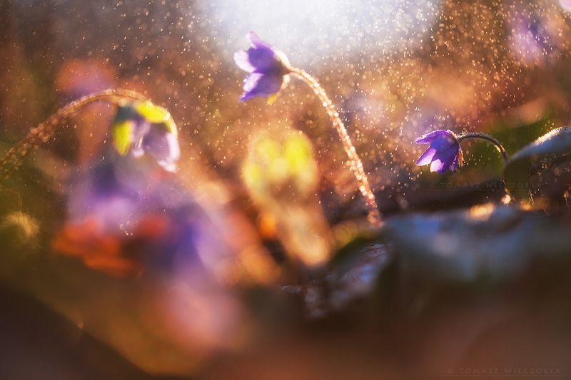 softness, flowers, forest, rain, sunrise, sunset, flowers, bokeh, light, drops, shadows, poland, spring Into the rainphoto preview