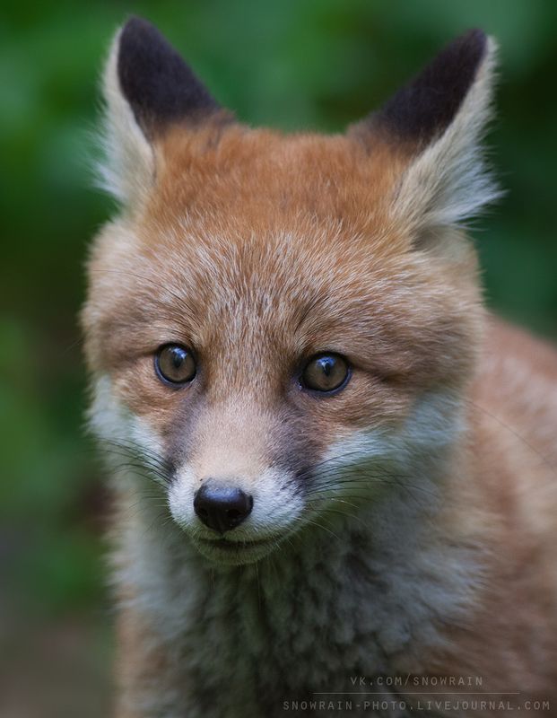 лиса, фотоохота, анималистика, дикая природа, природа, лес, животные, nature, wildlife, fox, animal, wildlifephoto Лисенокphoto preview