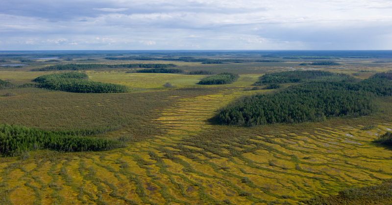Западная Сибирь Томская область васюганское болото  васюганское болотоphoto preview