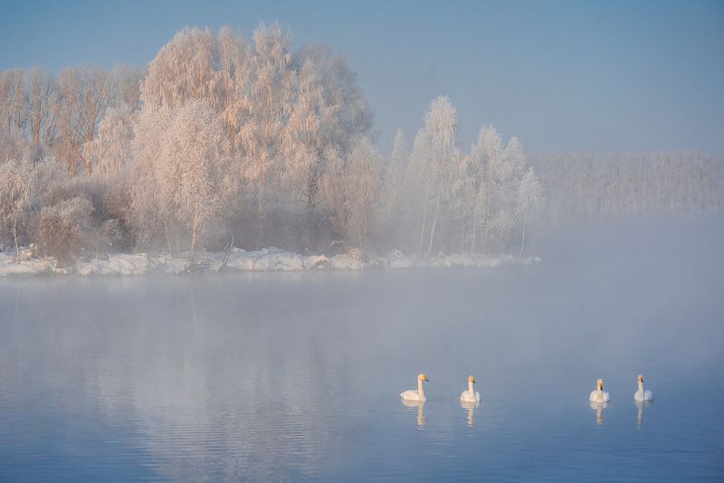 лебеди, зима Лебединое озероphoto preview