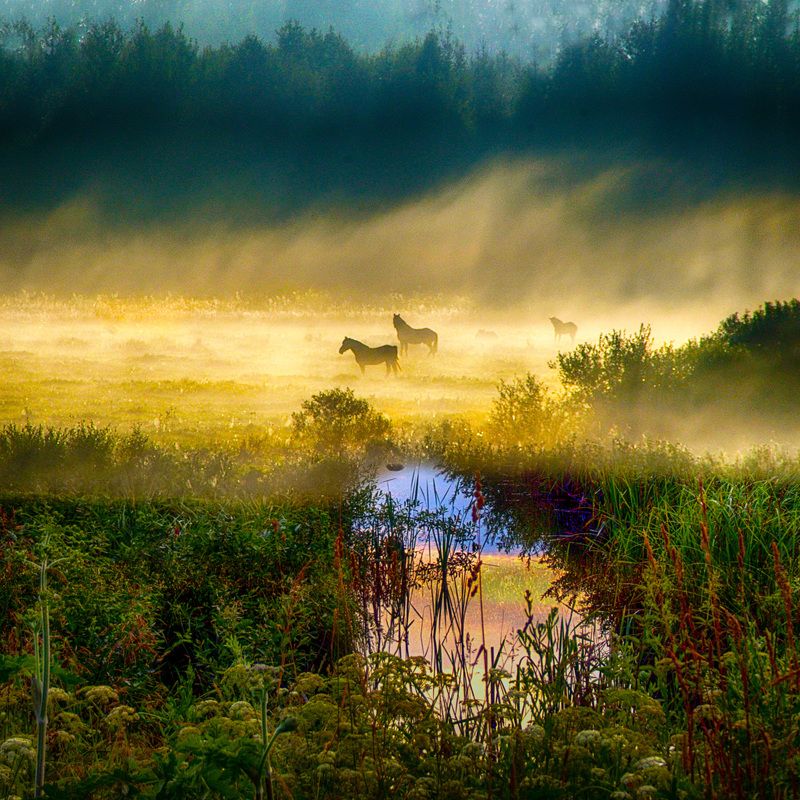 утро Раннее утроphoto preview