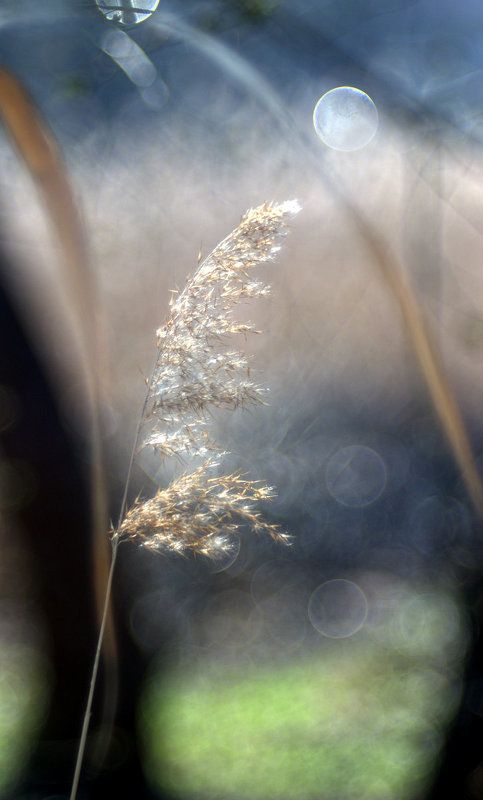 природа, свет, настроение Весенняяphoto preview