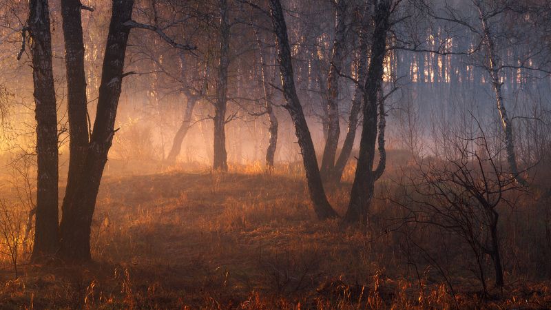 Пробуждение весны photo preview