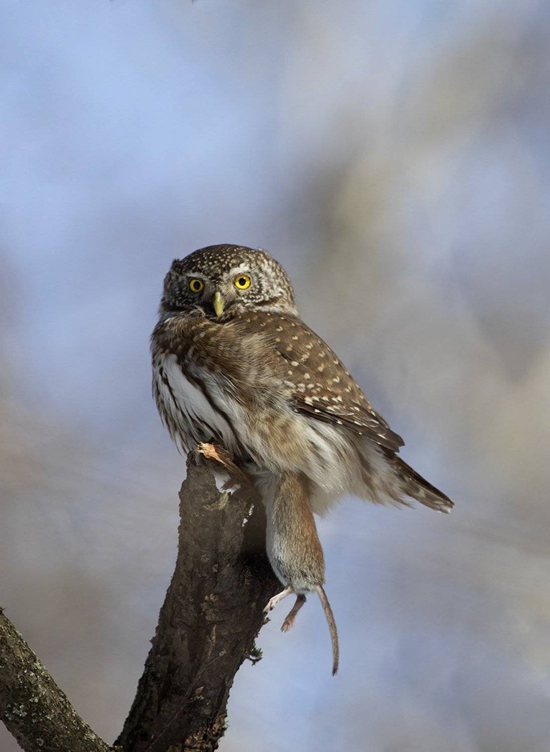 С добычей. Автор: Иваненко Светлана , Иваненко Светлана