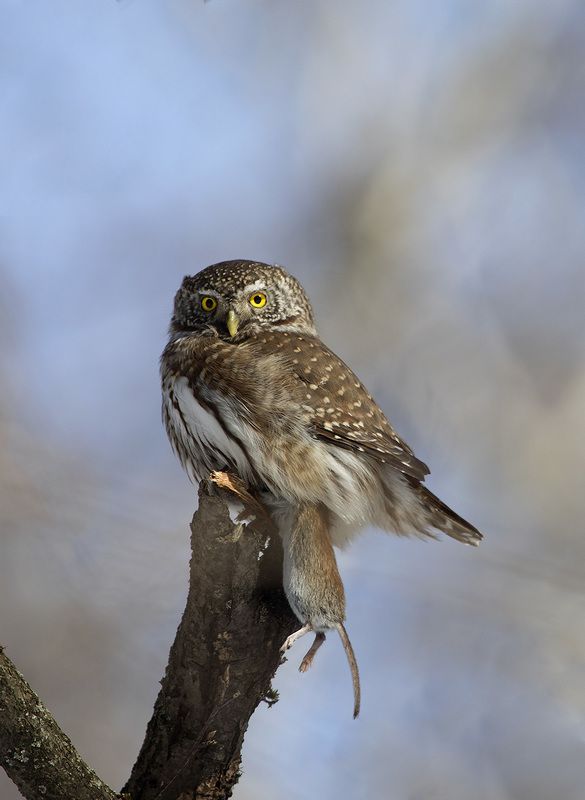 С добычейphoto preview