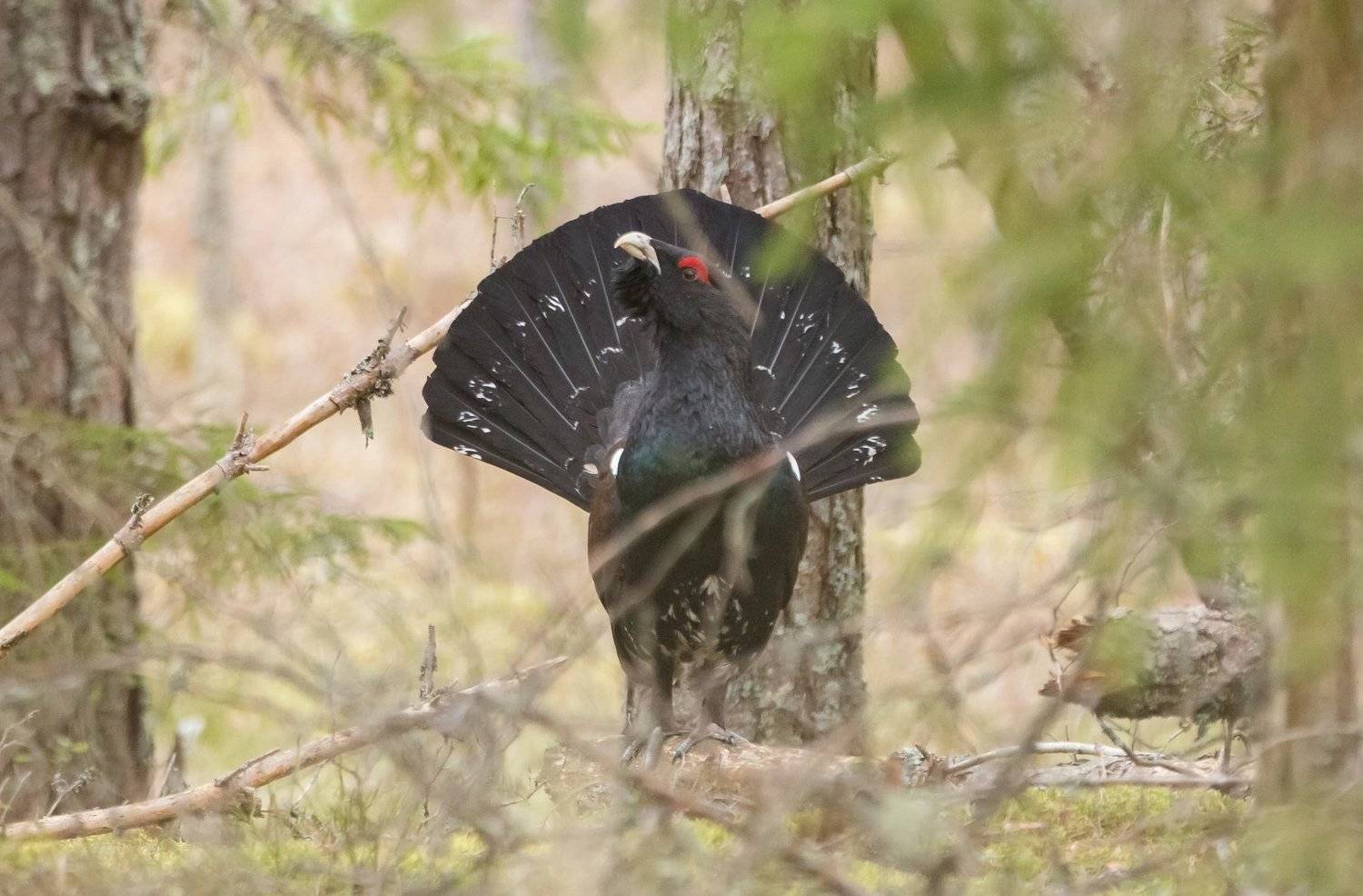 Глухарь. Автор: Андрей Шимчук , Андрей Шимчук