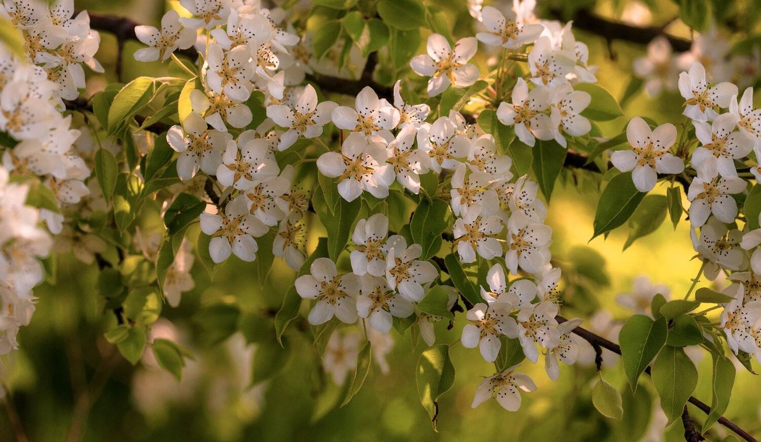 весна, Alexander Plekhanov