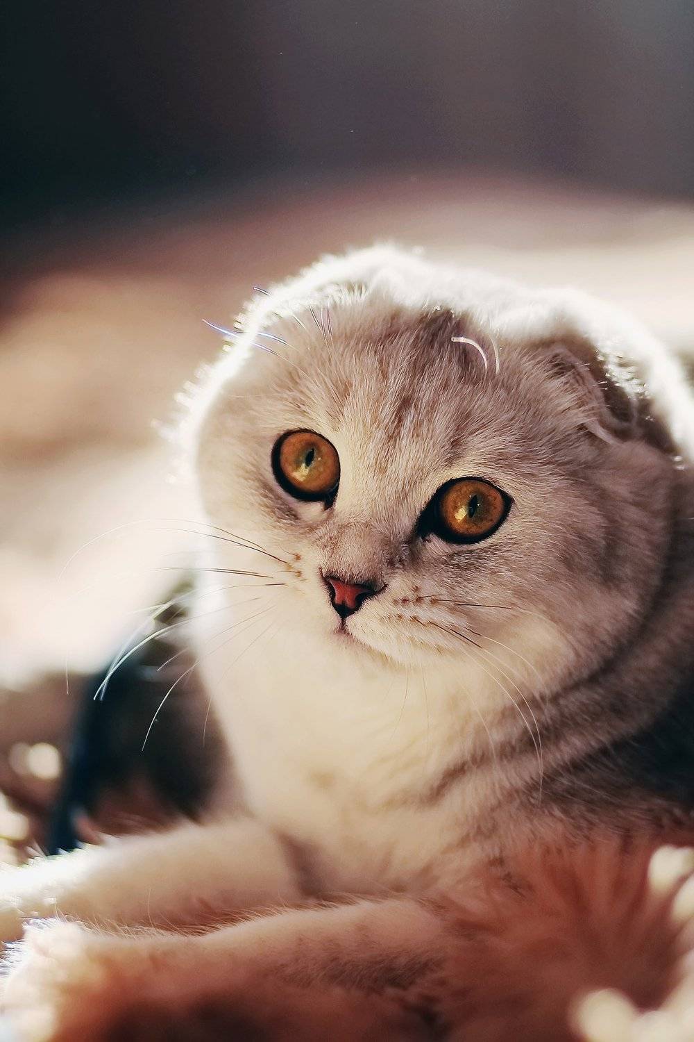 , Анастасия Колесникова