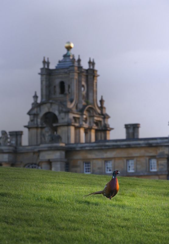 blenheim palace, landscape, pheasant, birds English Country Sidephoto preview