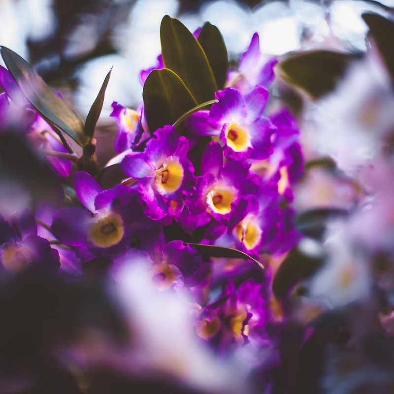 природа, цветы, боке, оранжерея, ботаника В ботаническом саду. Оранжереяphoto preview