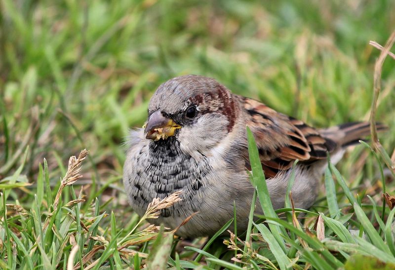 птицы,воробей обедphoto preview