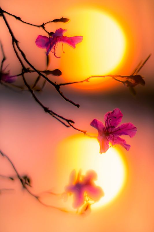 закат, багульник, рододендрон даурский, Весны акварели ...photo preview