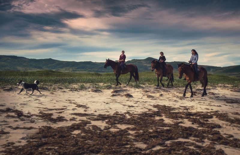 лето, кони, пляж На прогулке.photo preview