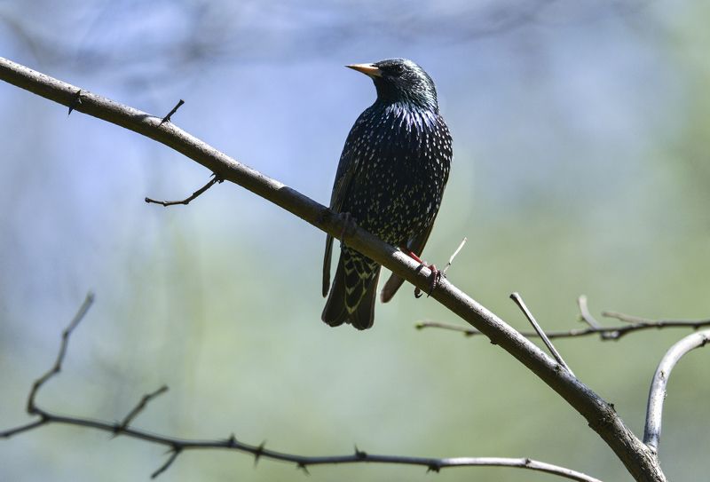 ВЕСНА ПРИШЛА . СКВОРЦЫ ПРИЛЕТЕЛИphoto preview
