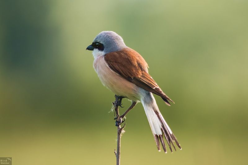 Lanius collurio, Birds, Bird, Male, Hunter, Animals, Nature, birdwatcher Little Hunterphoto preview