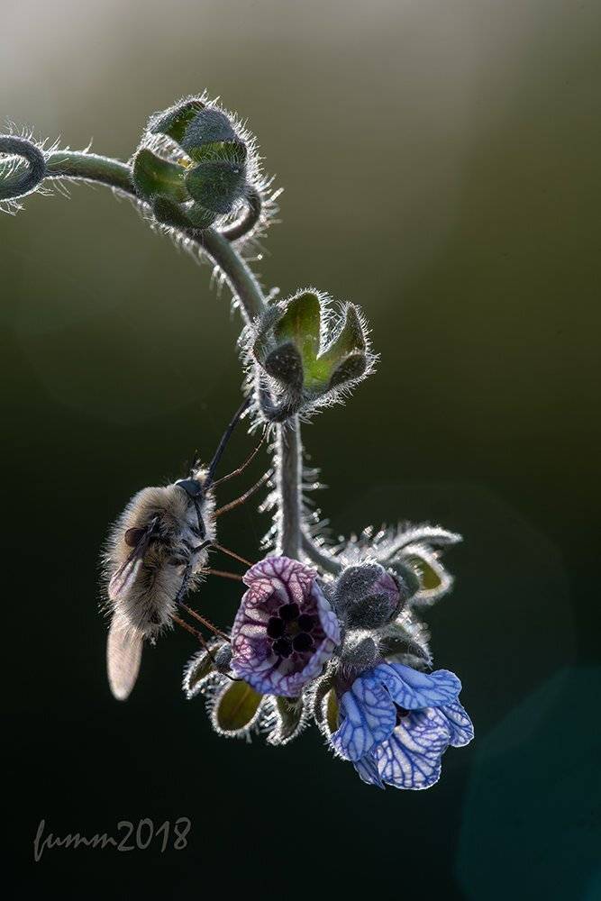 , Игорь ФУММ