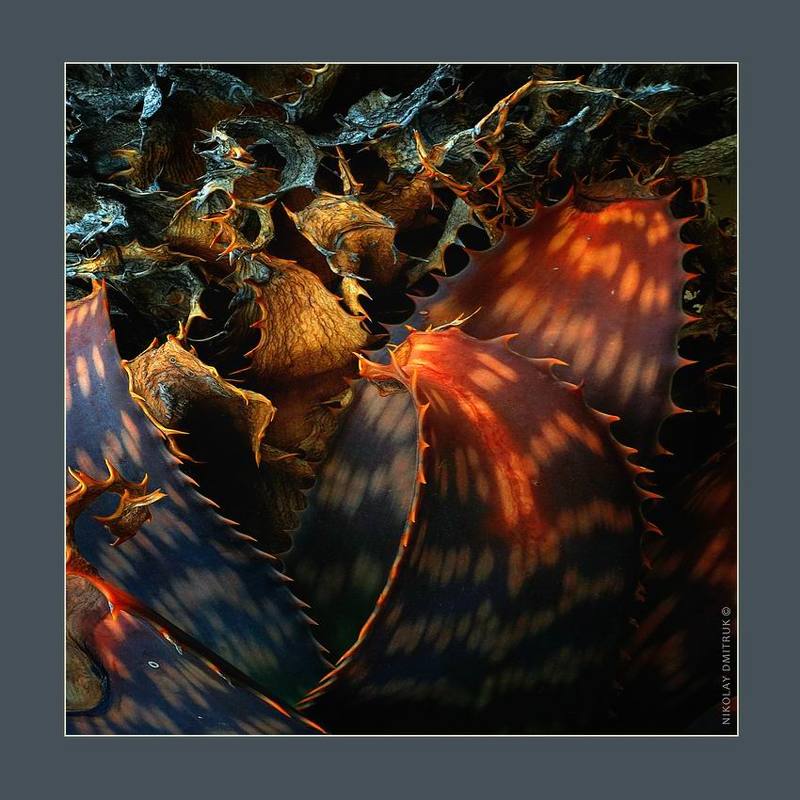 макро музыка Драконоведение. Aloe . Catalunya. 2018photo preview