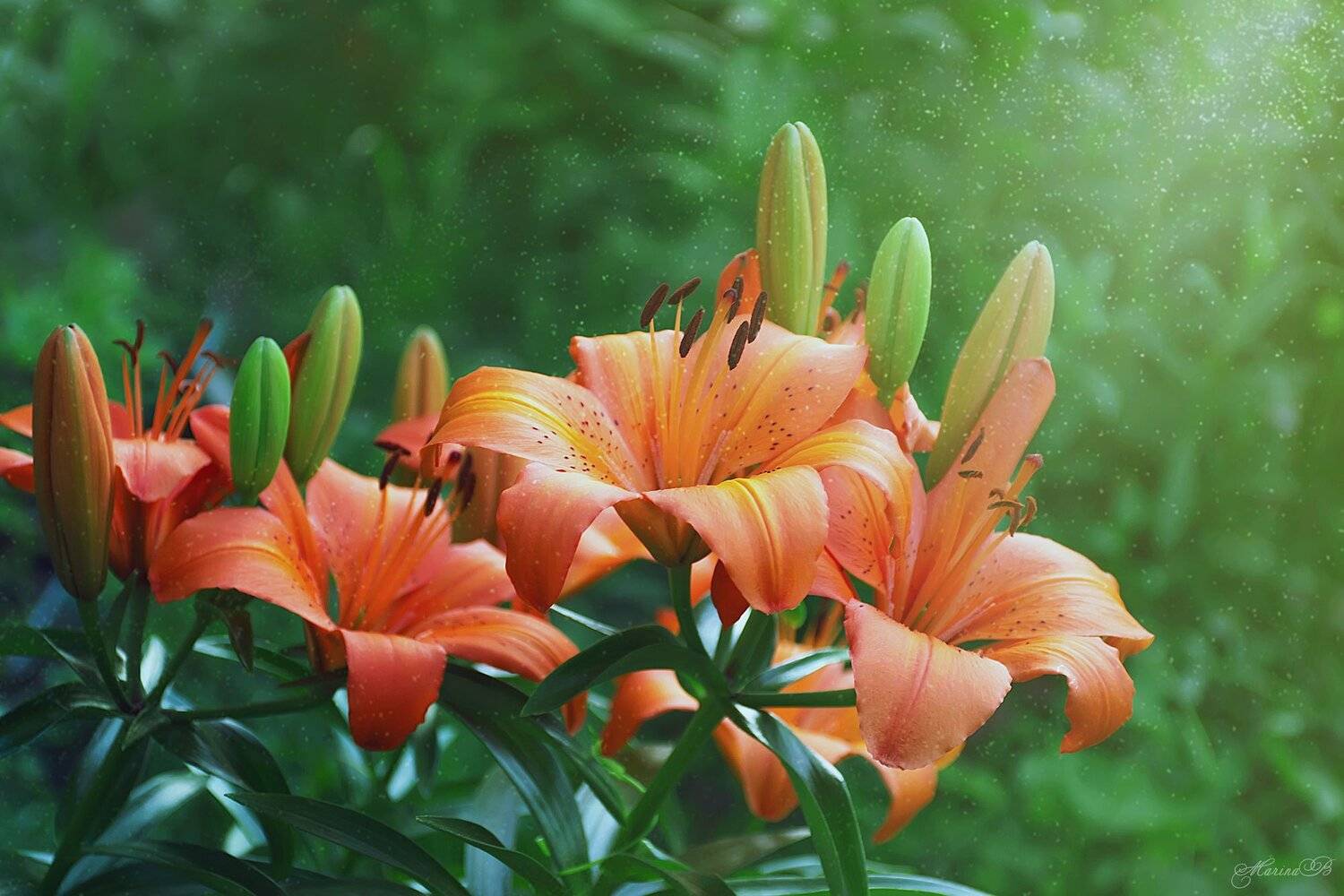 Солнечные лилии. Автор: Marina Baccardi лилии, оранжевые, солнечные, яркие, Marina Baccardi