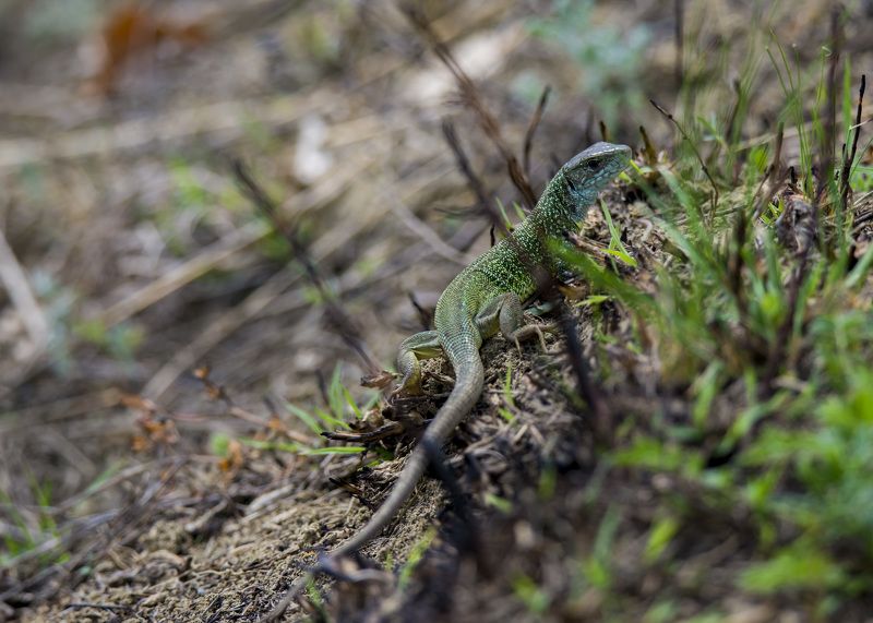 Маленький драконphoto preview