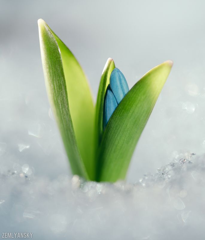 Макро, Пролеска,  Весна, Голубой, Снег, Цветы Всем весныphoto preview