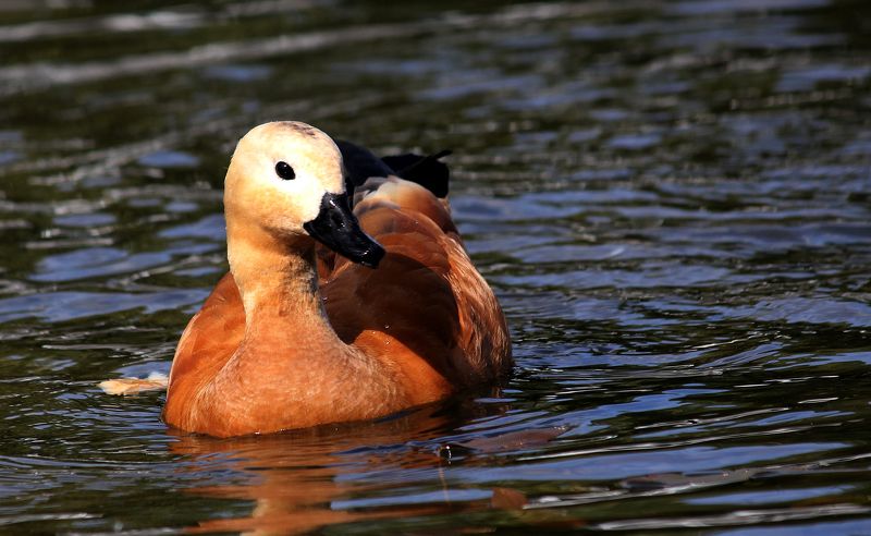 огарь, красный гусь, птица Красоткаphoto preview