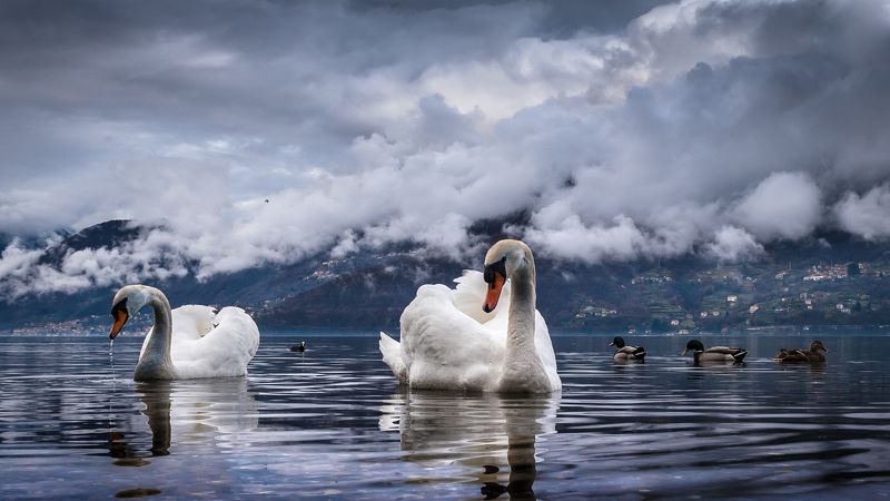 Дикие лебедиphoto preview