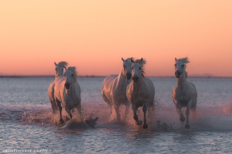 Фототур, Камарг, Франция, кони, жеребцы, фотопутешествие Из фототура в Камаргphoto preview