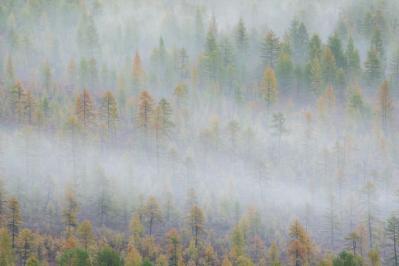 колыма, тайга Дальневосточная осенняя тайгаphoto preview