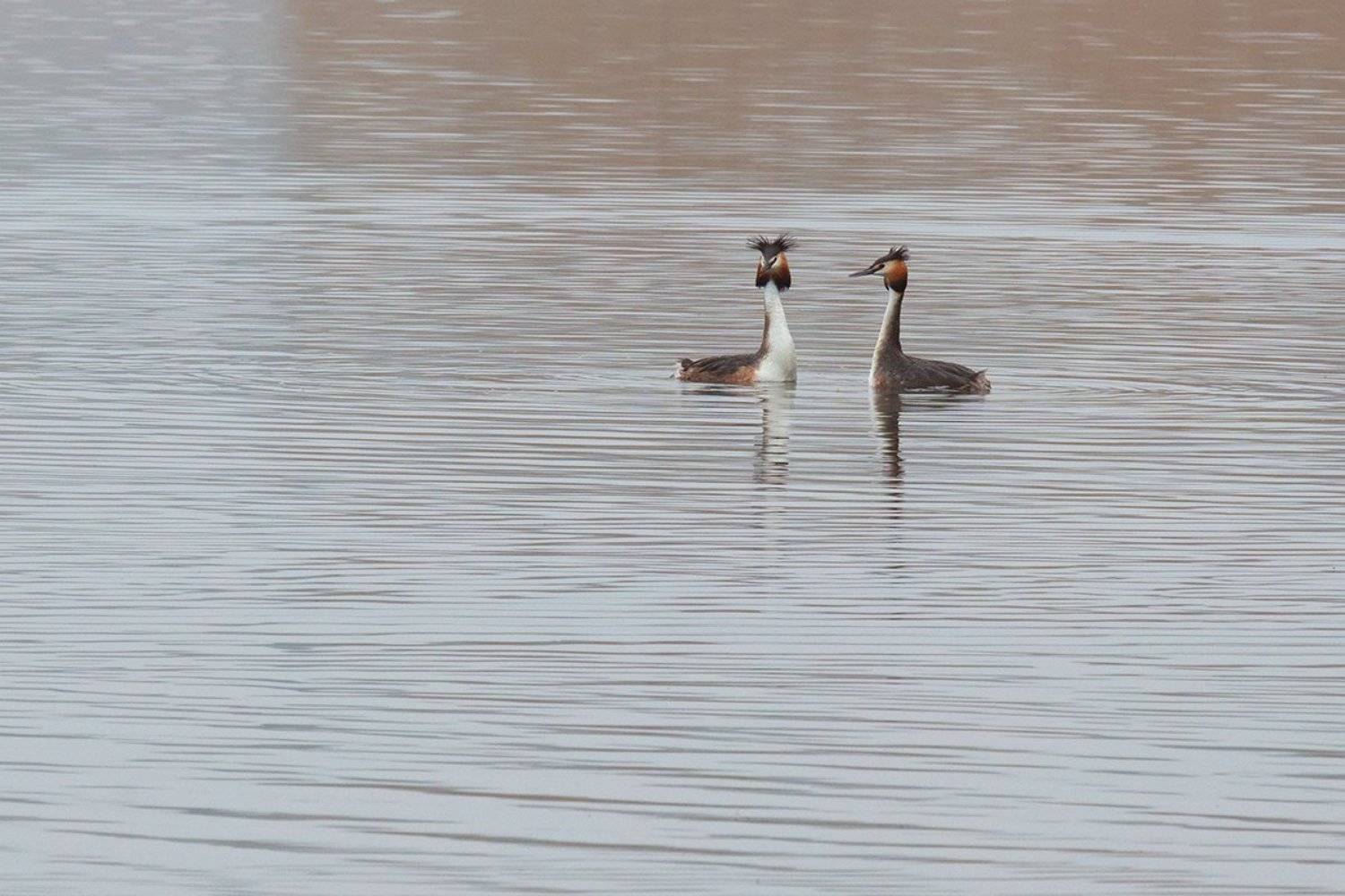 Автор: Игорь Дубровский , Игорь Дубровский