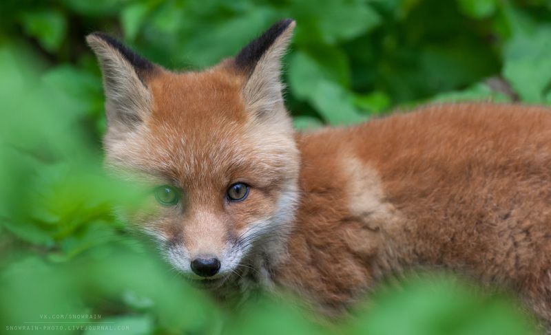 лиса, фотоохота, анималистика, дикая природа, природа, лес, животные, nature, wildlife, fox, animal, wildlifephoto Лисенокphoto preview