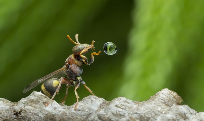 #macro#wasp#waterbubble#reflection#freezed Wasp Blowing Water Bubble 180416Aphoto preview