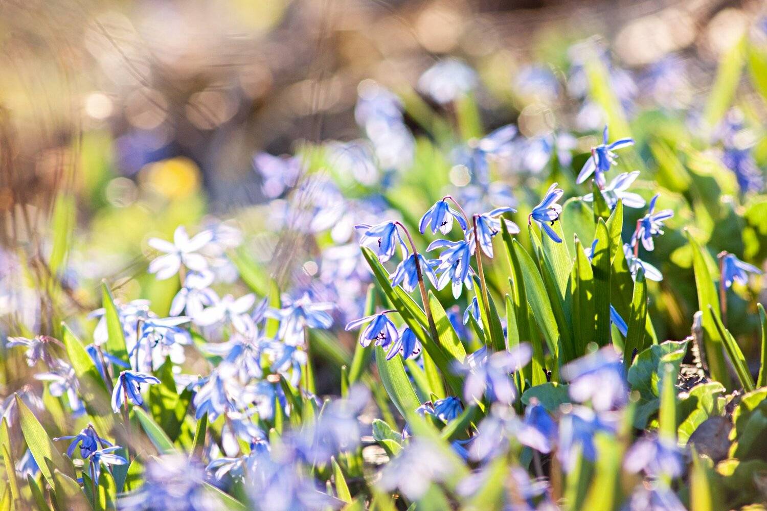 цветы,солнце,лучи,листья,трава,желтый,голубой, Юрий Котов