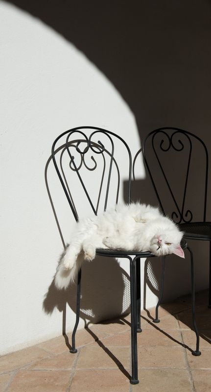 cat Sunny Dayphoto preview