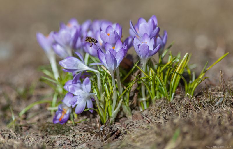 дикая природа, природа, лес, nature, wildlife, цветы, flower, wildlifephoto, весна, spring Весеннее настроениеphoto preview