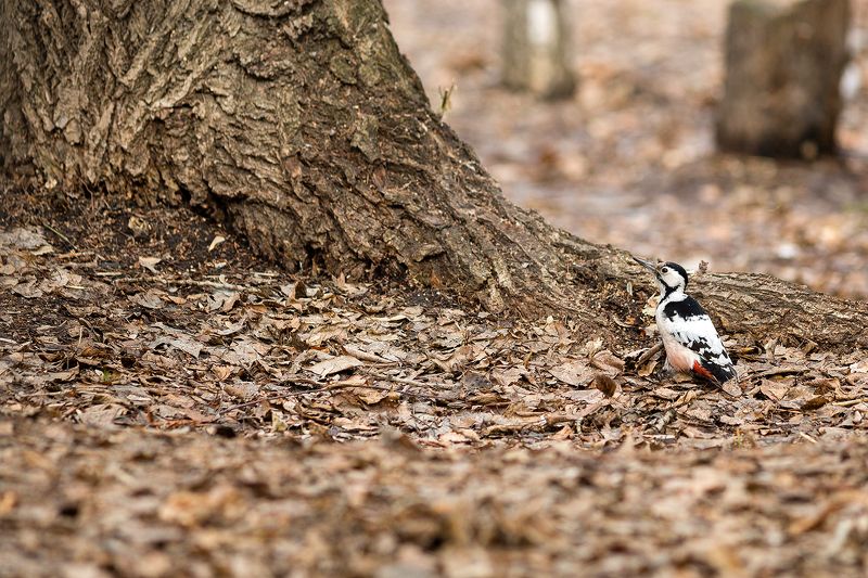 Дятелphoto preview