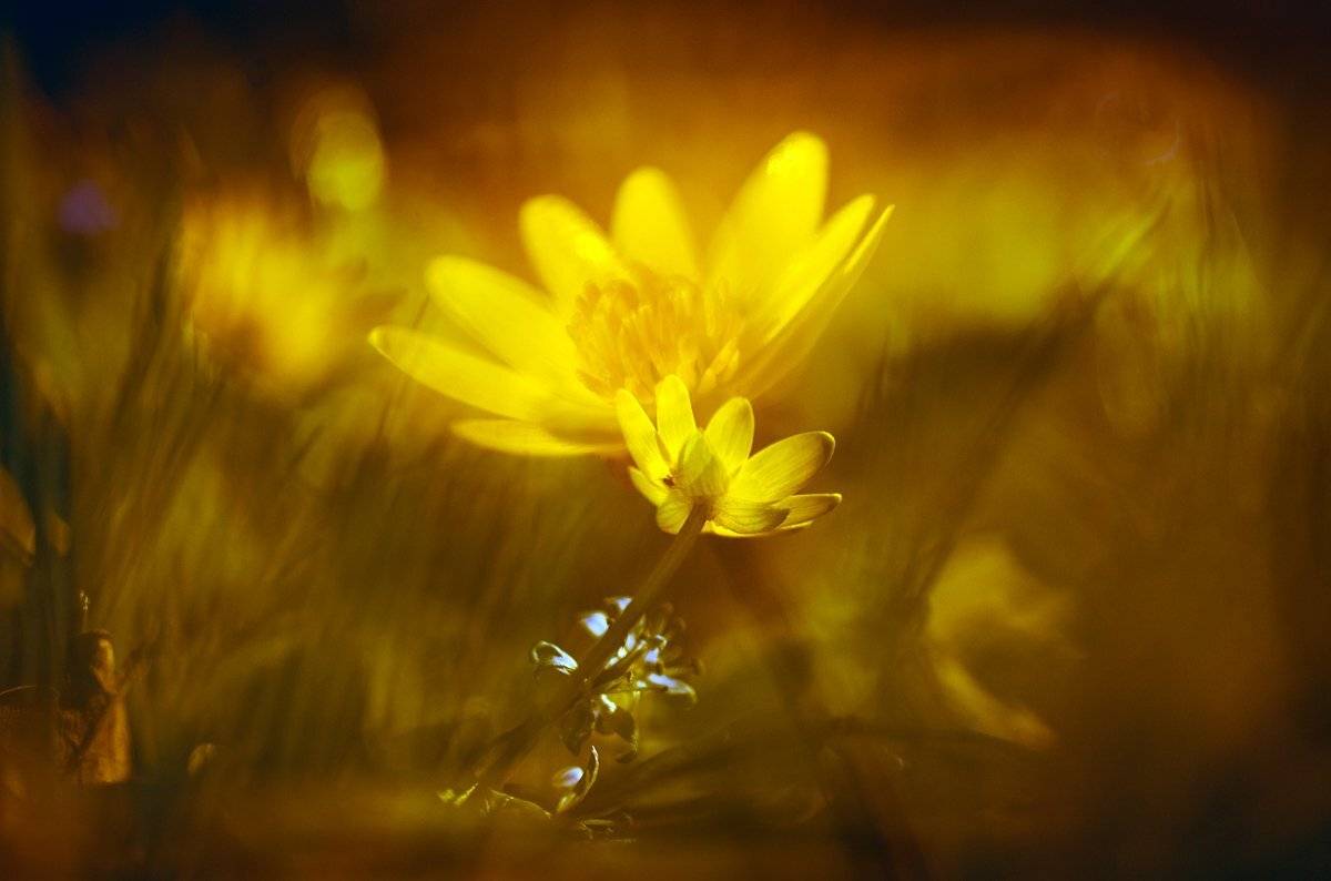 , Татьяна Аверина