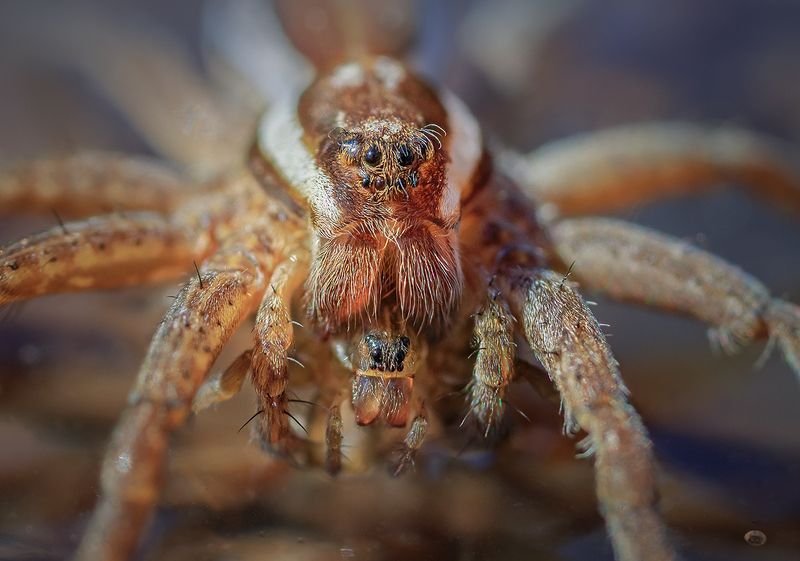 Двойной портретphoto preview