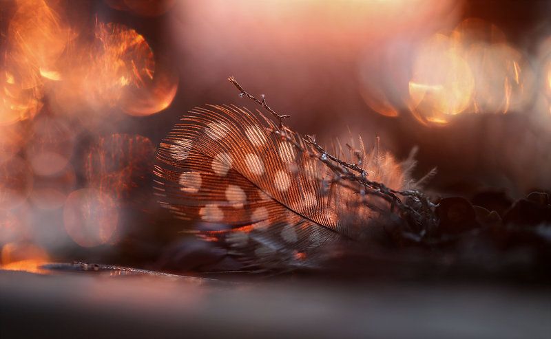 Магия макро.photo preview