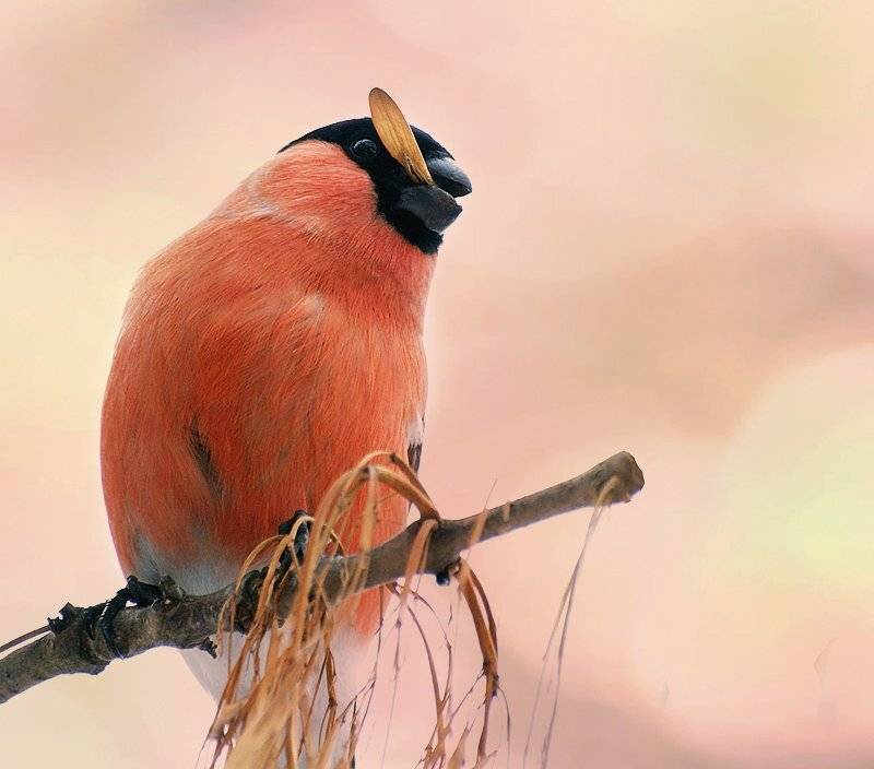 "Сижу-курю...". Автор: Ирина Фурашова зима, снег, птица, снегирь, Ирина Фурашова