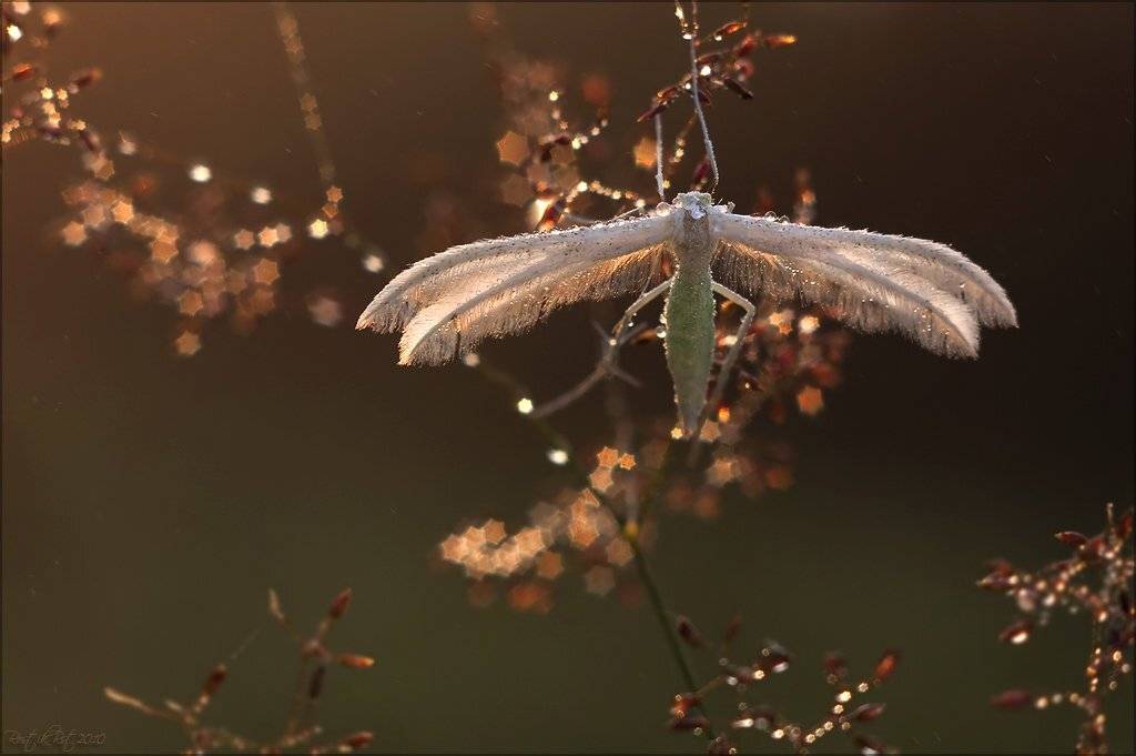 макро, бабочка, свет, роса, rostikrst, индустар, Ростислав